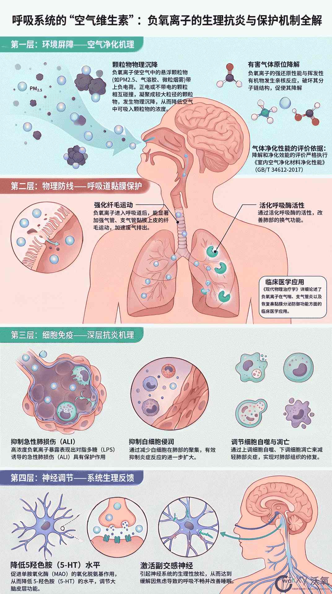 负氧离子生理抗炎与保护机制